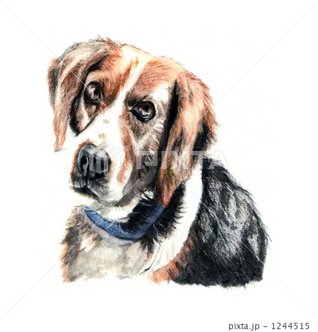 犬手描きイラスト_ビーグル 1244515