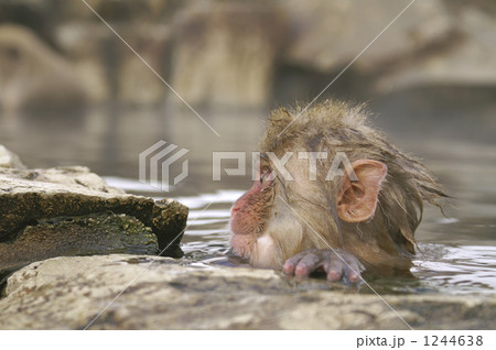 大きな瞳の子ザルの横顔 アップ 大きな瞳の子ザルの横顔 アップ 1244638