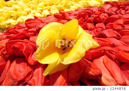 インフォラータのチューリップ インフォラータのチューリップ 1244858