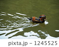 美しいおしどり 1245525