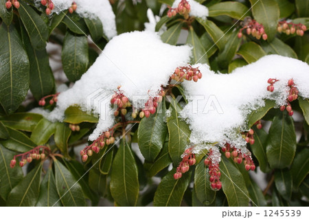 雪の馬酔木 1245539