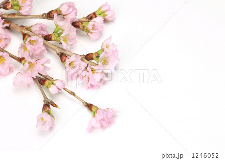 桜 1246052
