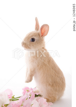 ピンクのスイトピーと振り返る子兎視線あり ピンクのスイトピーと振り返る子兎視線あり 1246065
