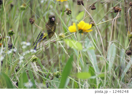 カワラヒラ 1246248