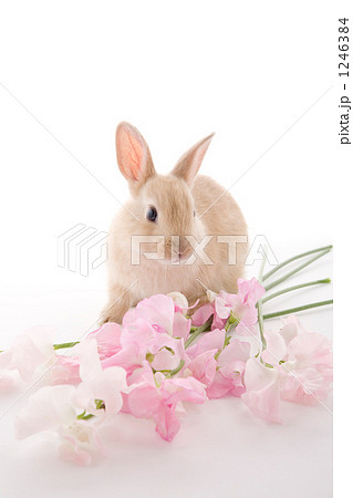 ピンクのスイトピーと愛らしい子兎視線あり ピンクのスイトピーと愛らしい子兎視線あり 1246384