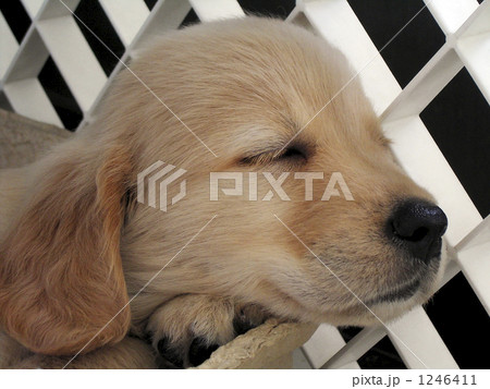 ゴールデンレトリバーの子犬 寝顔 No 3の写真素材