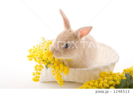 白籠の中の子ウサギとミモザ 1246513
