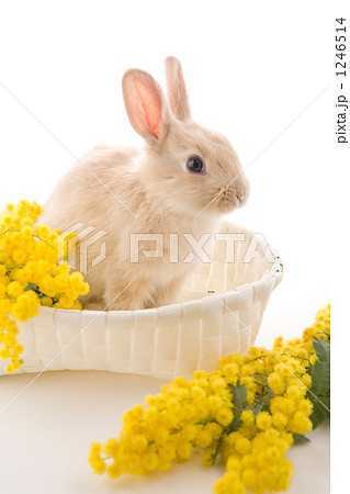 白籠の中の子ウサギとミモザ 白籠の中の子ウサギとミモザ 1246514