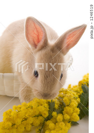 子ウサギとミモザ 1246519