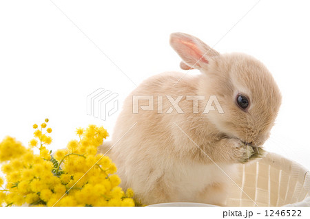 毛づくろい中の子ウサギとミモザの写真素材