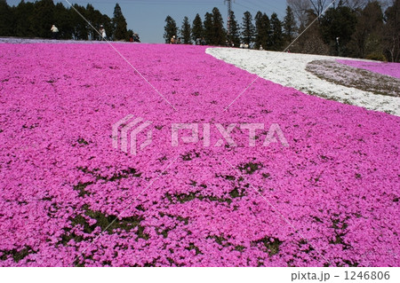 秩父羊山公園の芝桜の丘陵 1246806