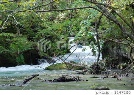 奥入瀬渓流 1247230
