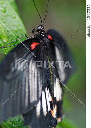 ナガサキアゲハ（メス）　アップで 1247539