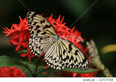 ベニデマリにとまるオオゴマダラ 1247548