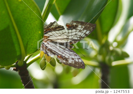 マングローブにとまるイシガケチョウ マングローブにとまるイシガケチョウ 1247553