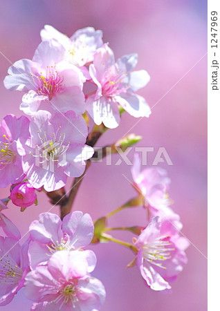 河津桜の花 1247969