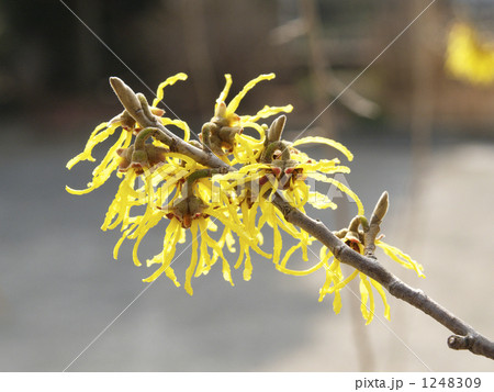 マンサクの黄色い花・アップ 1248309