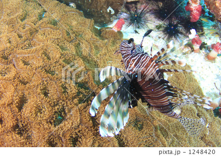 イソギンチャクとハナミノカサゴ イソギンチャクとハナミノカサゴ 1248420