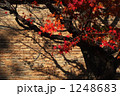 うしろ髪 1248683