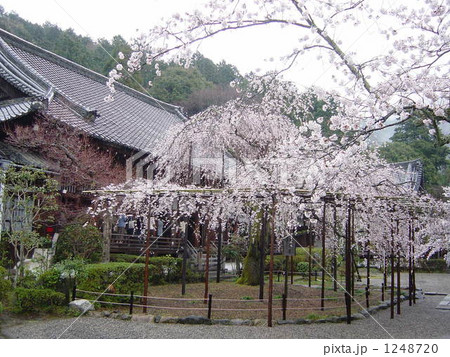 毘沙門堂枝垂桜 1248720