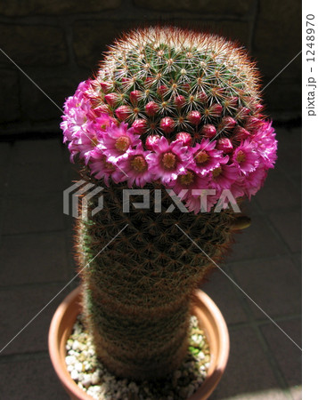 サボテンの花 1248970