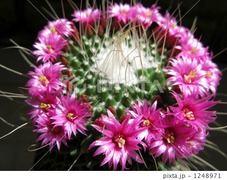 サボテンの花 1248971