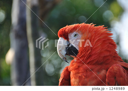 インコ 1248989