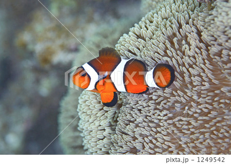 カクレクマノミ 1249542