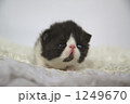 生後18日目のエキゾの赤ちゃん！ 1249670