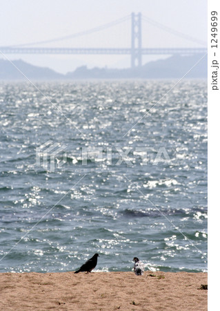 浜辺のハト 浜辺のハト 1249699