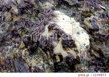 岩海苔 1249855