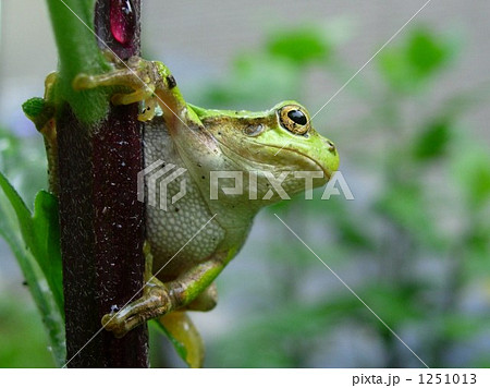 ねらいをさだめて…… 1251013