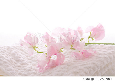 スイトピーと白いタオルの美容イメージ 1251901