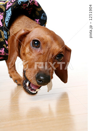 犬2 犬2 1251904
