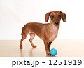 犬４ 1251919