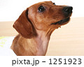 犬６ 1251923