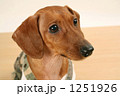 犬７ 1251926
