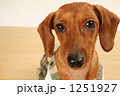 犬8 1251927