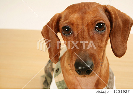 犬8 犬8 1251927