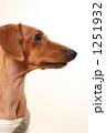 犬１ 1251932