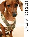 犬７ 1252128