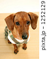 犬８ 1252129