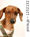 犬９ 1252132