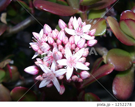 アフリカ原産でも稲毛海岸で花を咲かせたカネノナルキの写真素材