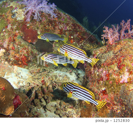 阪神カラーの魚 1252830
