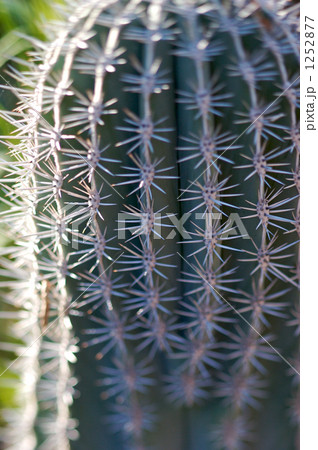 マジョレル庭園のサボテン 1252877