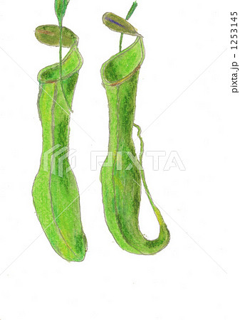ネペンテス ウツボカズラ 食虫植物のイラスト素材