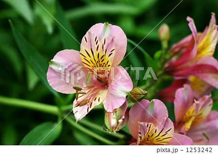 ピンクのアルストロメリア 1253242