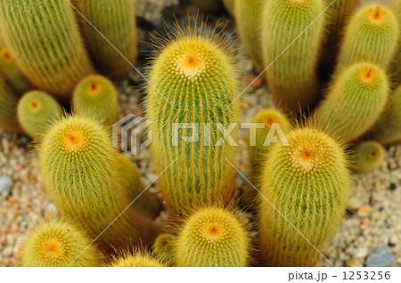 キンコウマル<金晃丸>(ノトカクタスレニンハウシー) 1253256