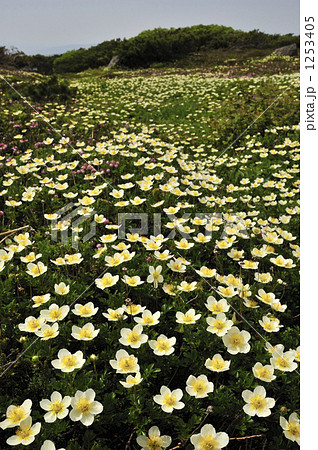 チングルマの花畑 1253405